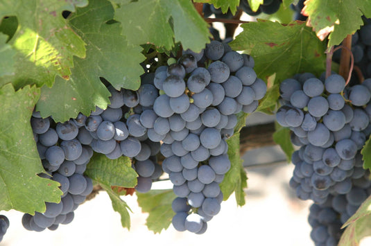 Malbec Grape