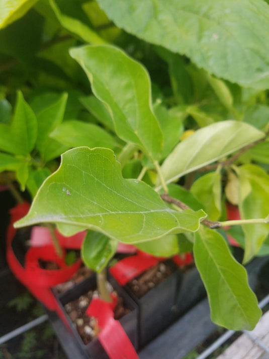 Male Che, Chinese Mulberry