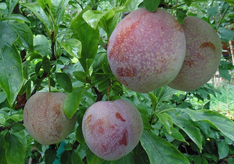 Mariposa Plum – Planting Justice