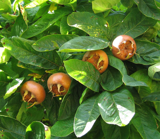 Large Russian Medlar