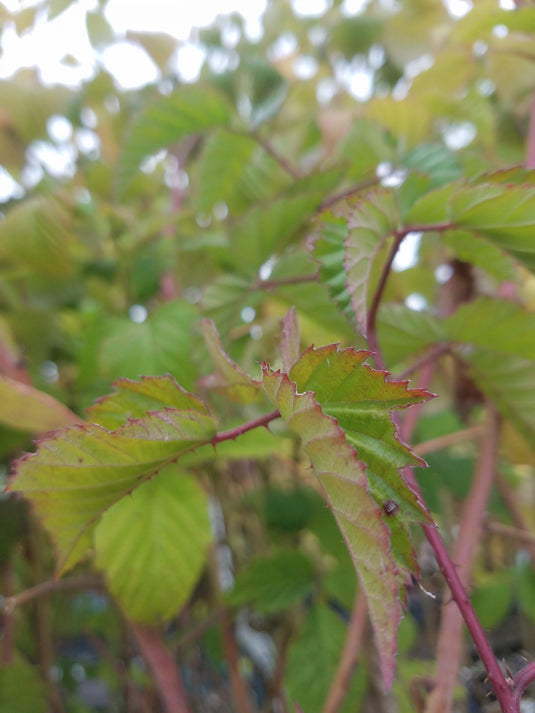 Meeker Red Raspberry