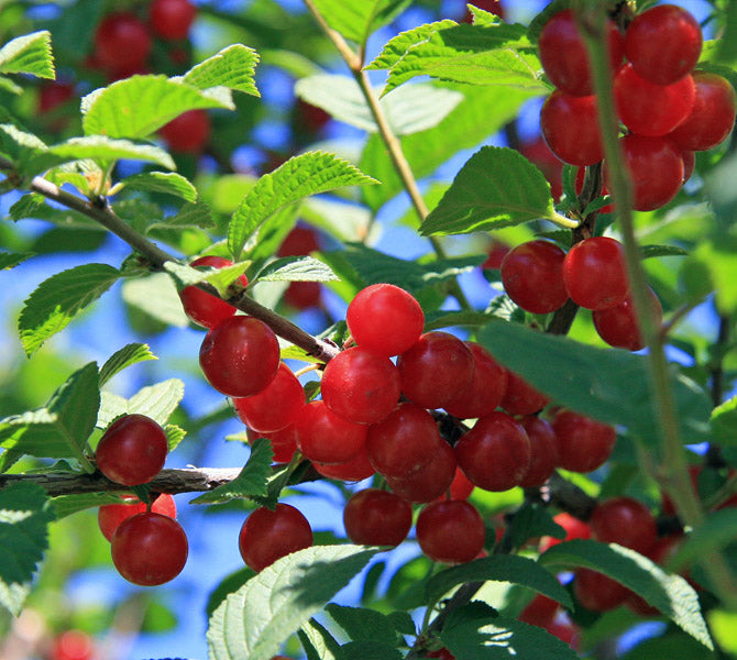 nanking cherry plant Nanking Bush Cherry-Prunus Tomentosa – Planting Justice