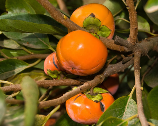 Coffee Cake Persimmon