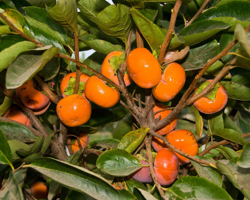 Load image into Gallery viewer, Coffee Cake Persimmon
