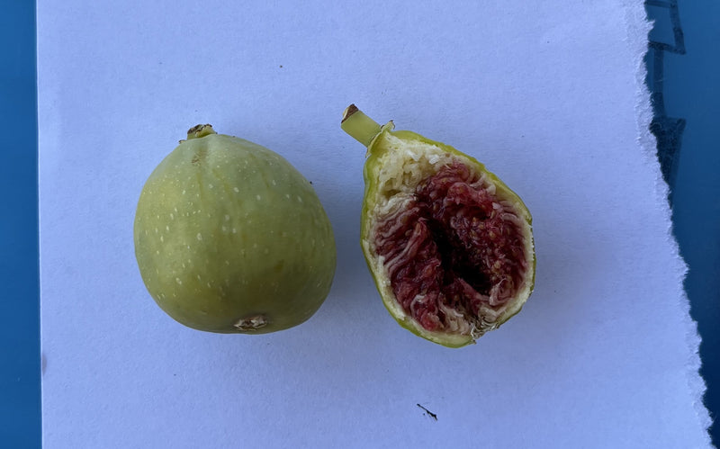Load image into Gallery viewer, Normans Yellow Fig