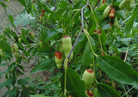 Norris #1 Jujube (Ziziphus jujuba)