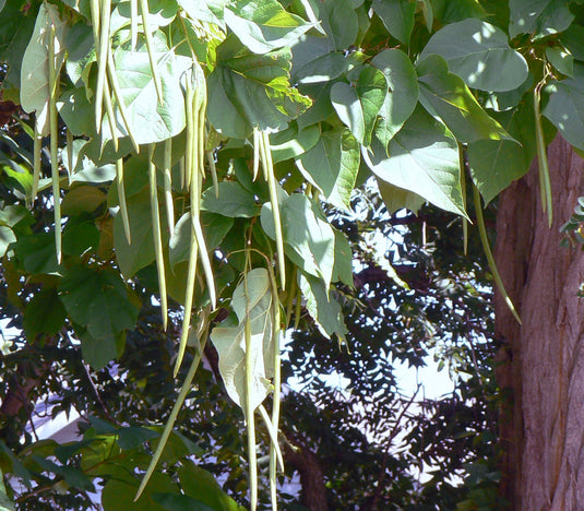 Catalpa (Catalpa speciosa)