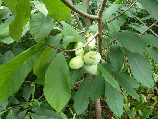Wabash PawPaw (Asimina triloba)
