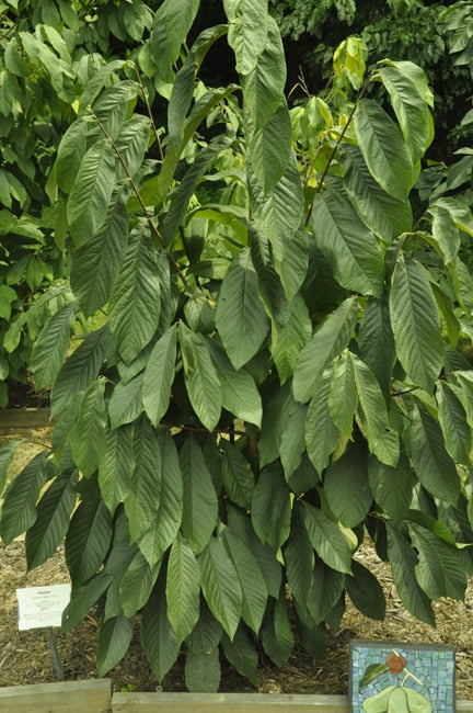 NC-1 Pawpaw