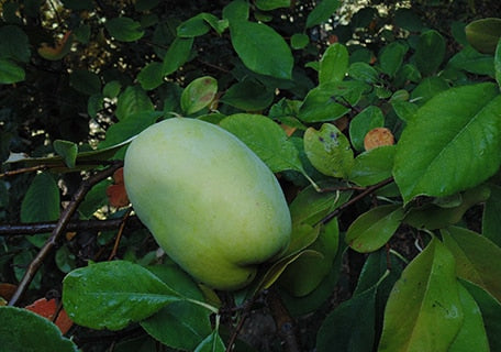 Perfume Quince