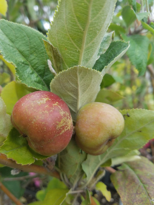 Pink Pearl Apple