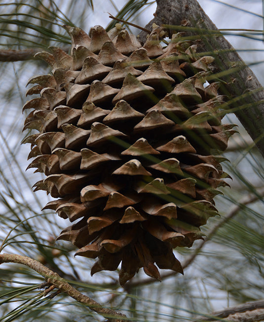 Gray Pine (Pinus sabiniana)