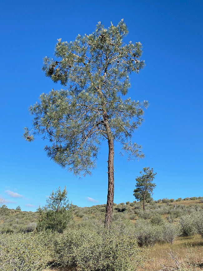 Load image into Gallery viewer, Gray Pine (Pinus sabiniana)
