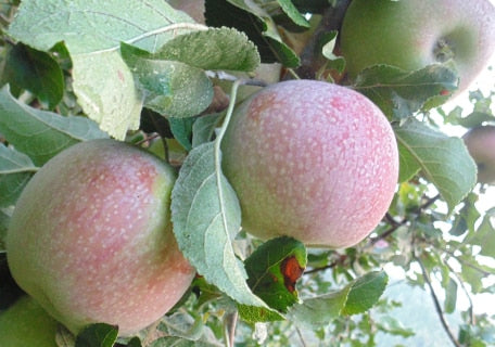 Load image into Gallery viewer, Hauer Pippin Apple