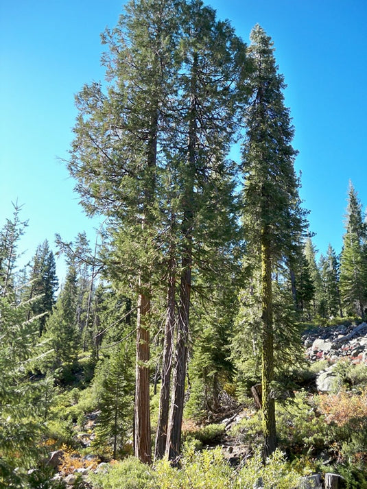 Port Orford Cedar (Chamaecyparis lawsoniana)