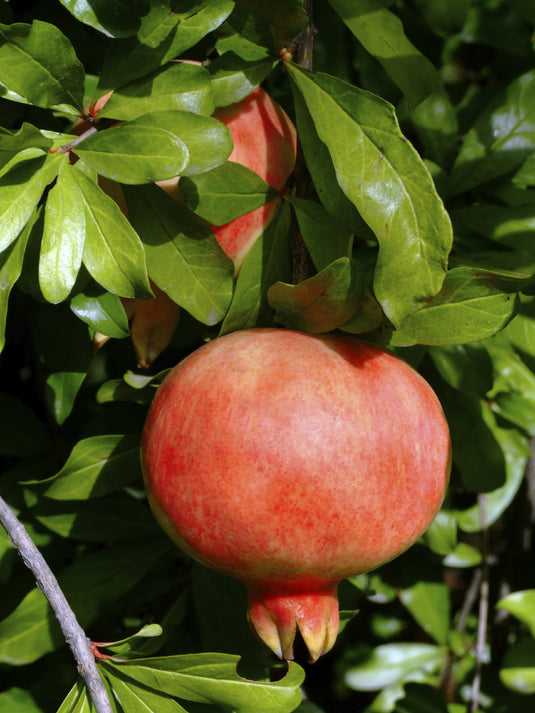 Gissarskii Rozovyi Pomegranate