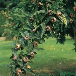 Cutting Wood of Medlar - Royal Medlar (Mespilus germanica)