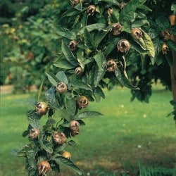 Royal Medlar (Mespilus germanica)