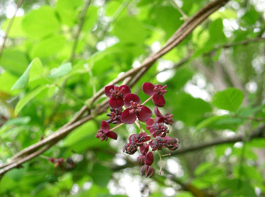 Purple Incense Akebia (AkebiaXpentaphyll)