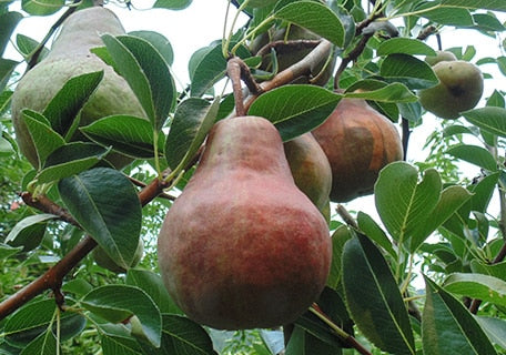 Red Bartlett Pear