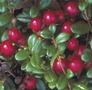 Red Pearl Lingonberry