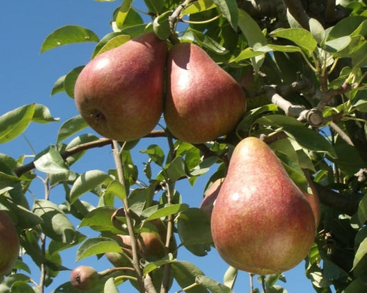 Rescue Pear