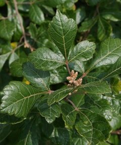 Fragrant Sumac