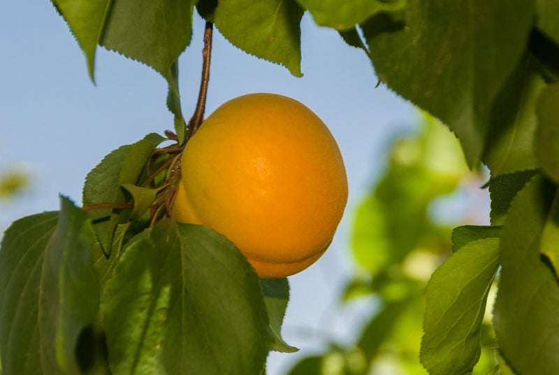 Load image into Gallery viewer, Royalty Apricot