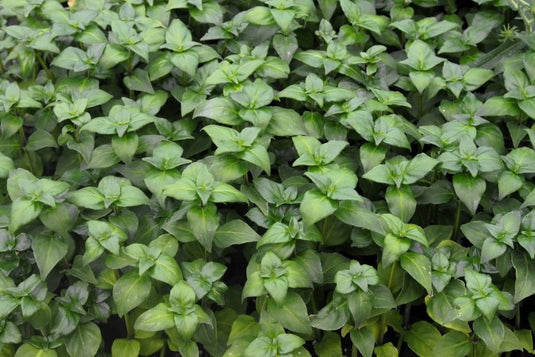 Mushroom plant "Rungia Klossii"