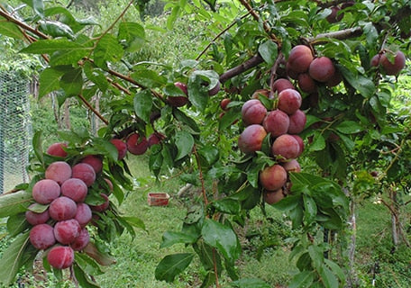 Load image into Gallery viewer, Satsuma Plum