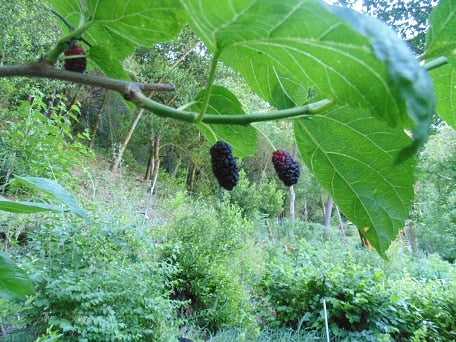 Kokuso Korean Mulberry