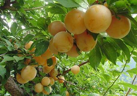 Shiro Plum