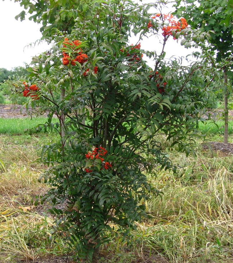 Load image into Gallery viewer, Rabina Mountain Ash