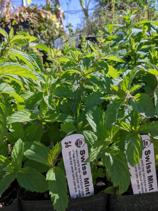 Swiss "Ricola" Mint