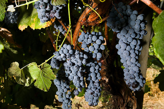 Thomcord Grape