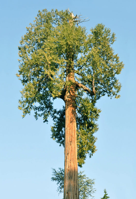 Western Red Cedar (Thuja plicata)