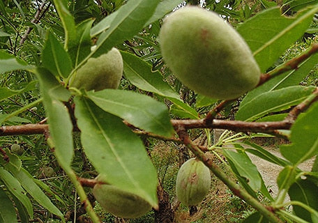 Titan Almond