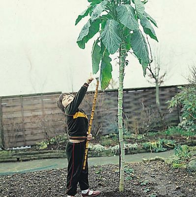 seed planting walking stick Walking Stick Kale