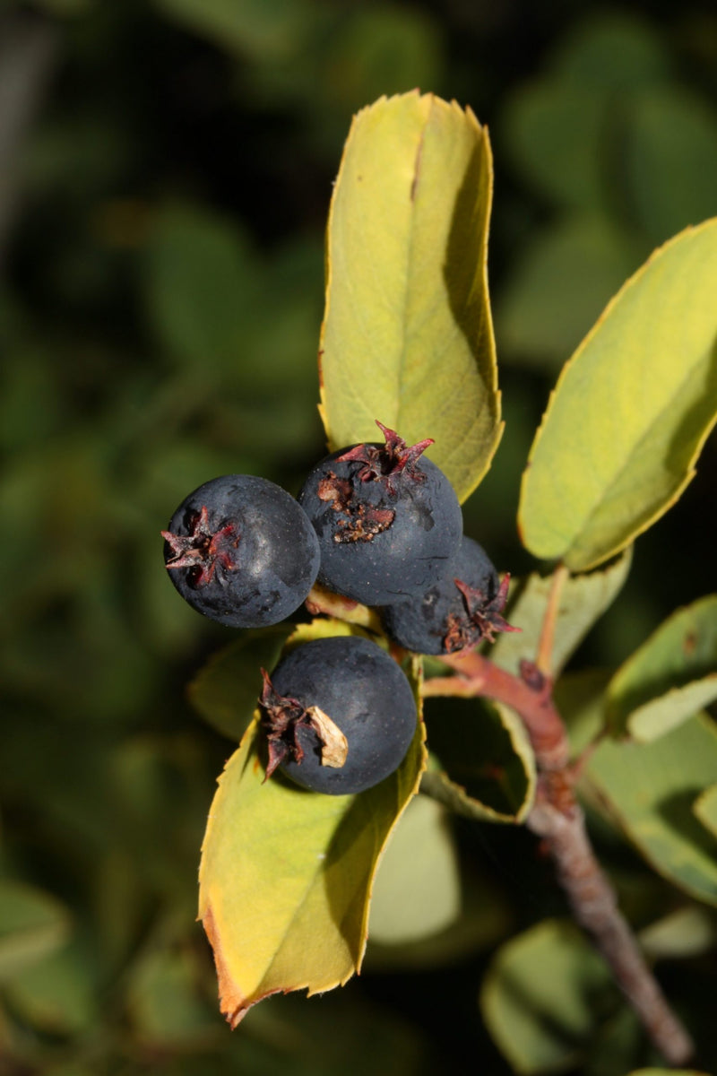 Load image into Gallery viewer, Western Serviceberry (Amelanchier alnifolia)
