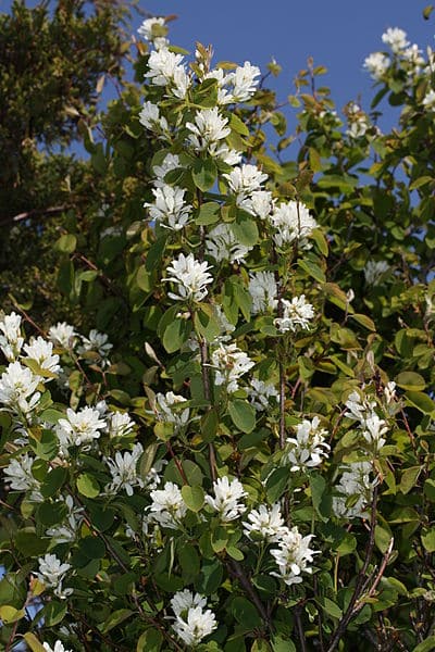 Western Serviceberry (Amelanchier alnifolia)