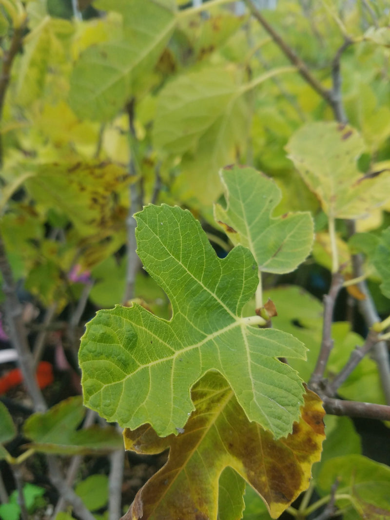 Load image into Gallery viewer, White Genoa Fig