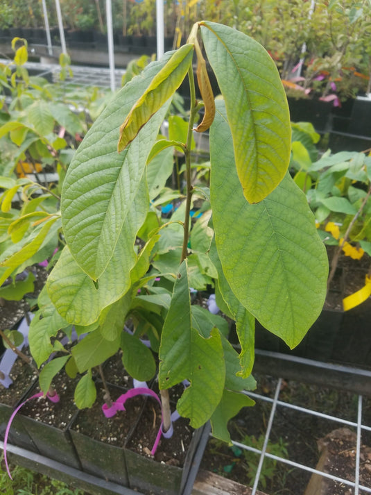 Wilson Pawpaw