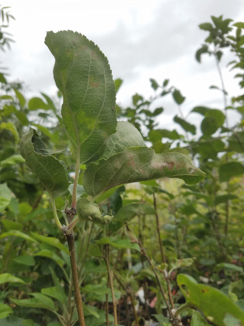 Load image into Gallery viewer, Yellow Transparent Early Apple