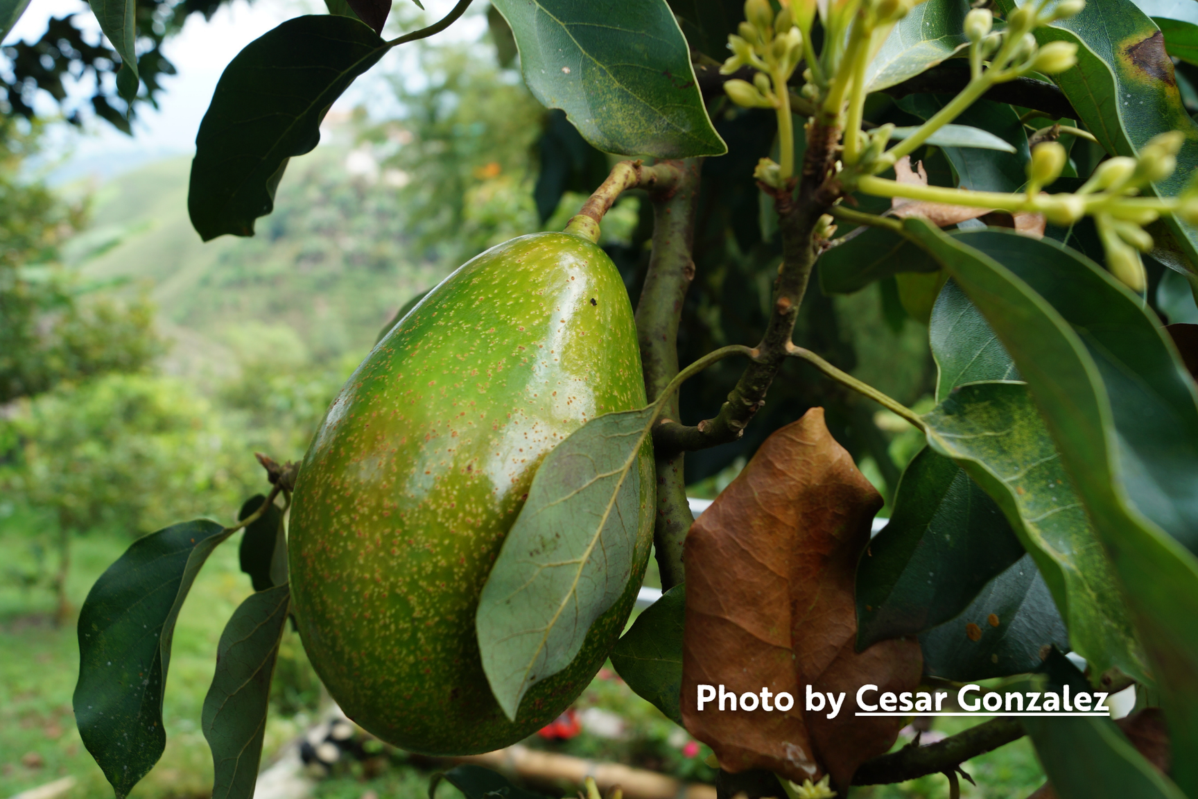 Avocado Guide for the East Bay Area