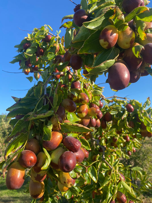 Plant Profile: Jujubes
