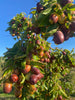 Plant Profile: Jujubes