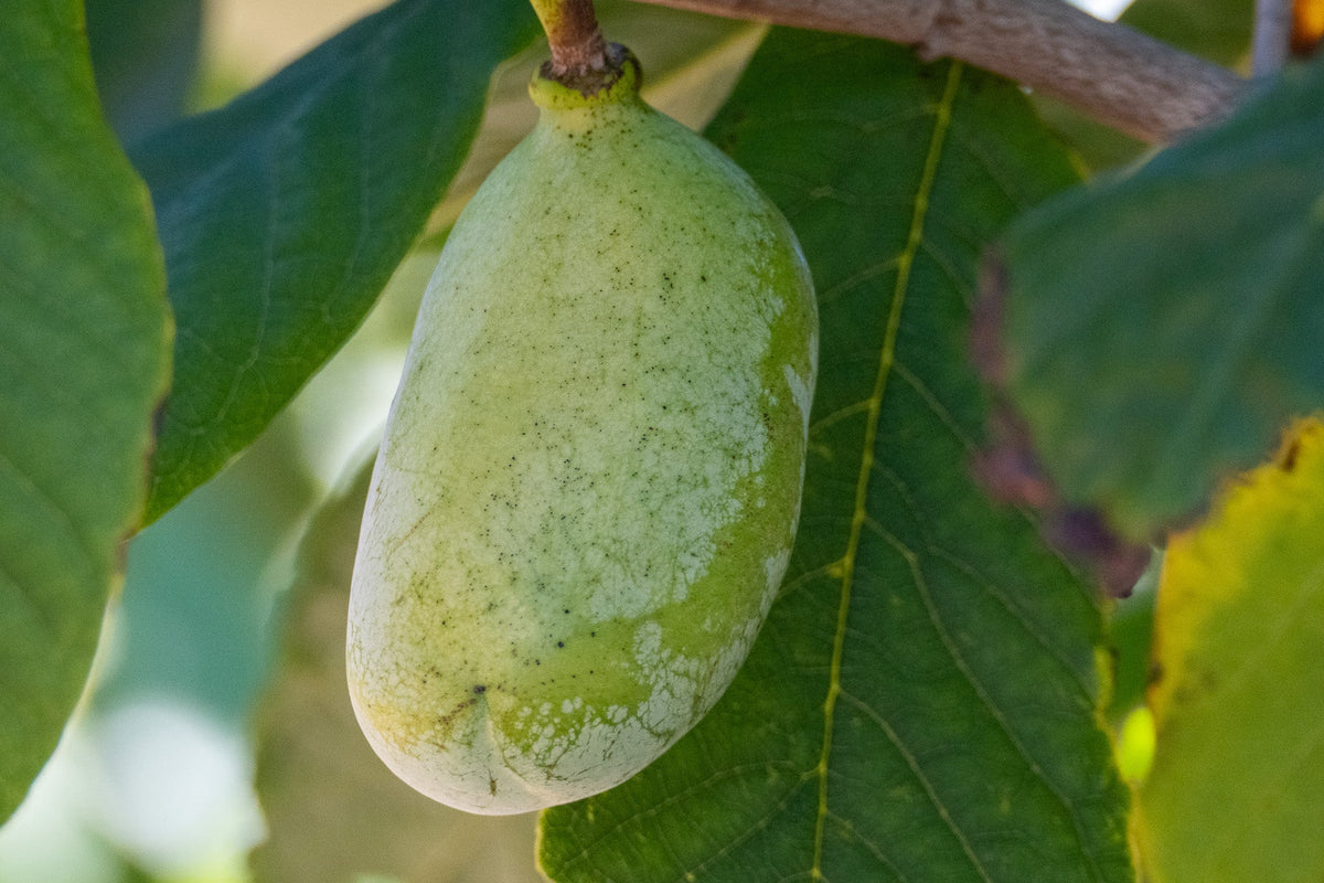 Pawpaw (Asimina triloba) Growing Basics and Facts