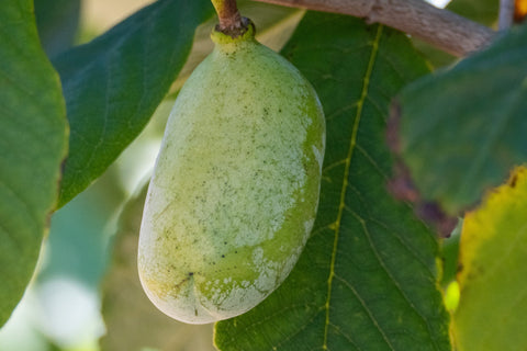 all/pawpaw-asimina-triloba-growing-basics-and-facts-thumbnail