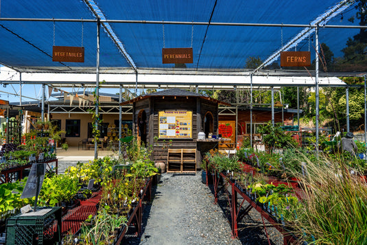 Fall Update from the El Sobrante Nursery