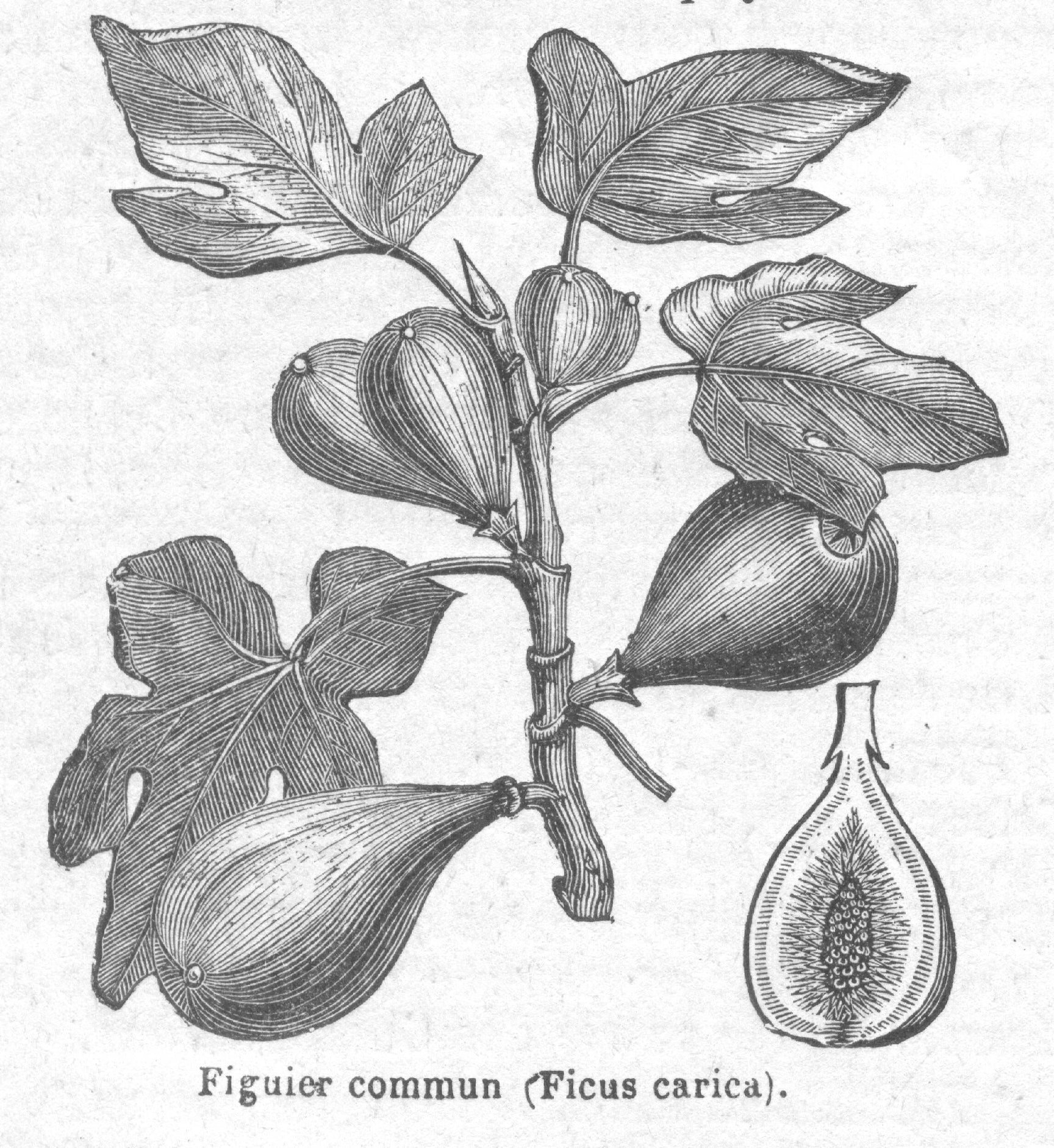 Plant Profile: Figs